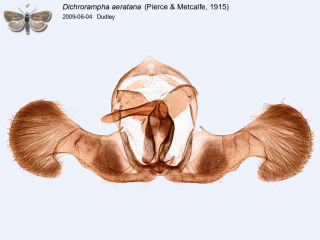 Dichrorampha aeratana