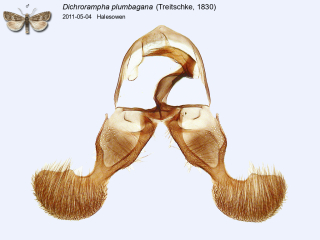 Dichrorampha plumbagana