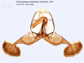 Dichrorampha simpliciana
