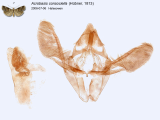 Acrobasis consociella