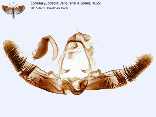 Lobesia (Lobesia) reliquana