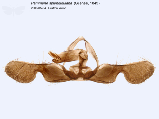 Pammene splendidulana