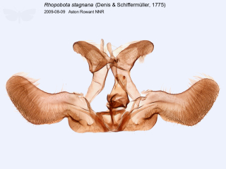 Rhopobota stagnana