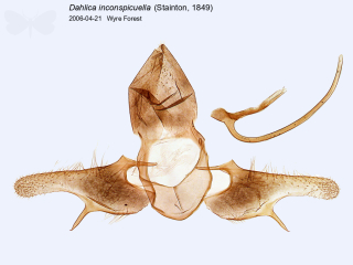 Dahlica inconspicuella