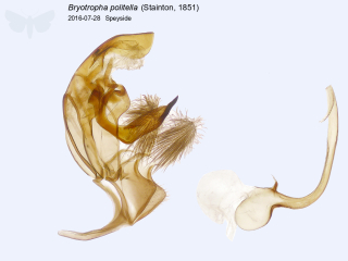 Bryotropha politella