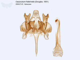 Caryocolum fraternella