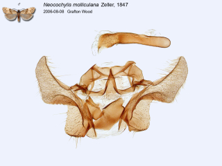 Neocochylis molliculana