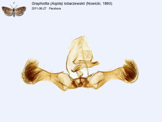 Grapholita (Aspila) lobarzewskii