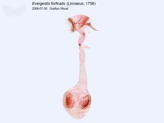 Evergestis forficalis