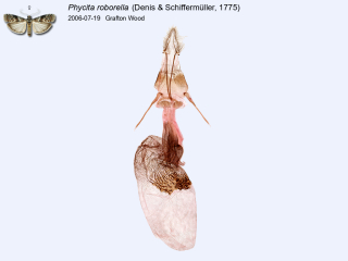 Phycita roborella