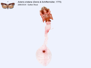 Acleris cristana