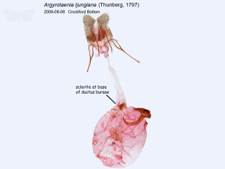Argyrotaenia ljungiana