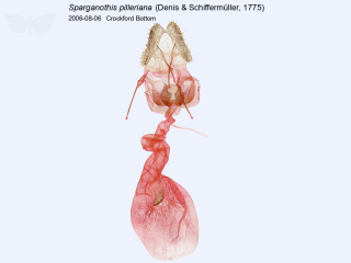 Sparganothis pilleriana