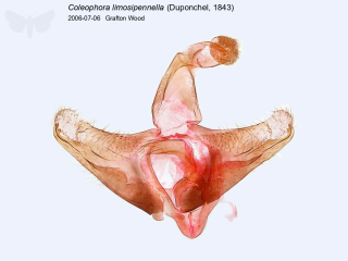 Coleophora limosipennella