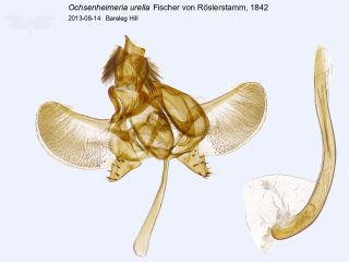 Ochsenheimeria urella