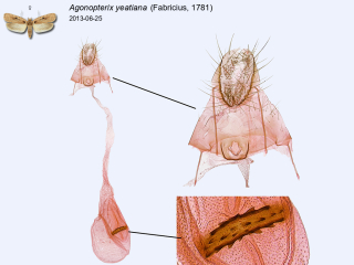 Agonopterix yeatiana