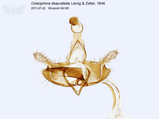Coleophora deauratella