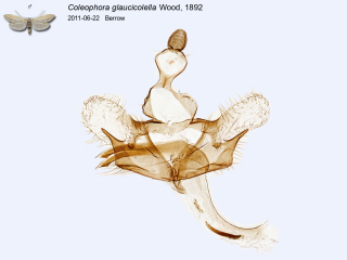 Coleophora glaucicolella