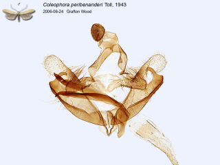 Coleophora peribenanderi