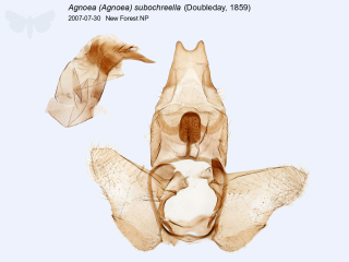 Agnoea (Agnoea) subochreella
