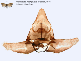 Amphisbatis incongruella
