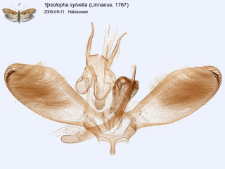 Ypsolopha sylvella