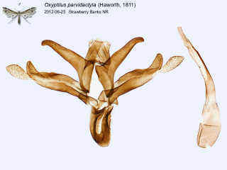 Oxyptilus parvidactyla