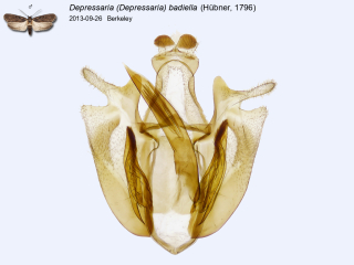 Depressaria (Depressaria) badiella