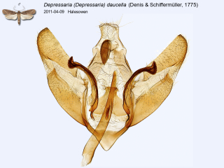 Depressaria (Depressaria) daucella