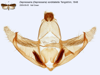 Depressaria (Depressaria) sordidatella