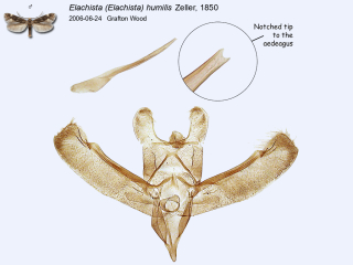 Elachista (Elachista) humilis
