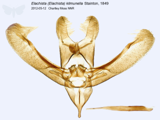 Elachista (Elachista) kilmunella