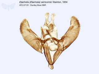 Elachista (Elachista) serricornis