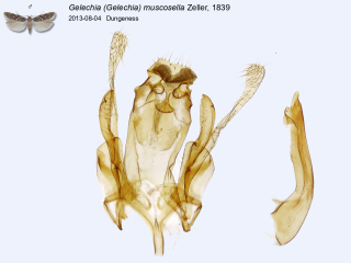 Gelechia (Gelechia) muscosella