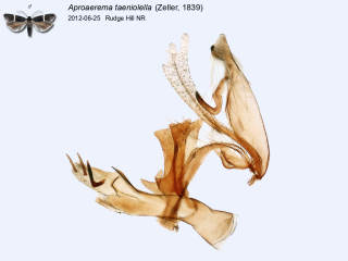 Aproaerema taeniolella