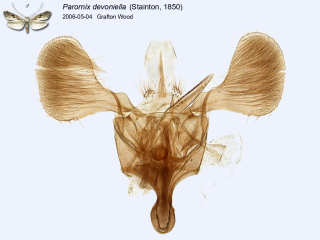 Parornix devoniella