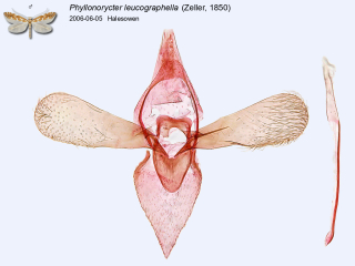 Phyllonorycter leucographella