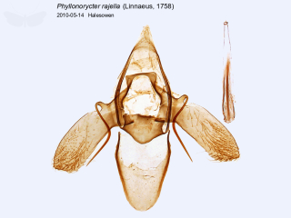 Phyllonorycter rajella
