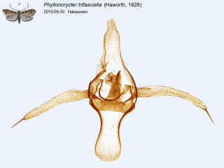 Phyllonorycter trifasciella