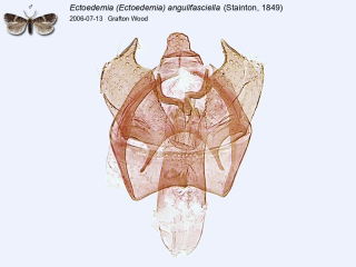 Ectoedemia (Ectoedemia) angulifasciella
