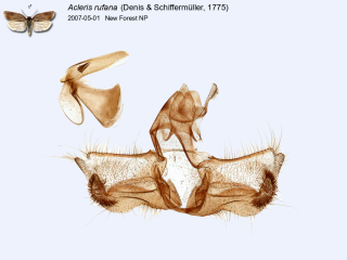 Acleris rufana