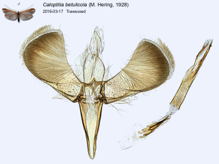 Caloptilia betulicola