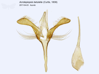Acrolepiopsis betulella