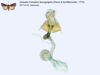 Cerastis (Cerastis) leucographa