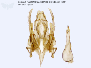 Gelechia (Gelechia) senticetella