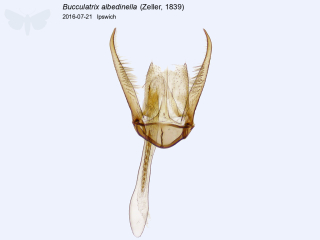 Bucculatrix albedinella