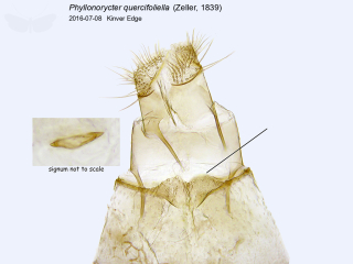 Phyllonorycter quercifoliella