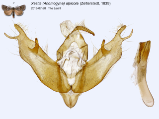 Xestia (Anomogyna) alpicola