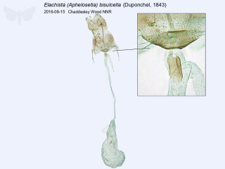 Elachista (Aphelosetia) bisulcella