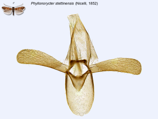 Phyllonorycter stettinensis